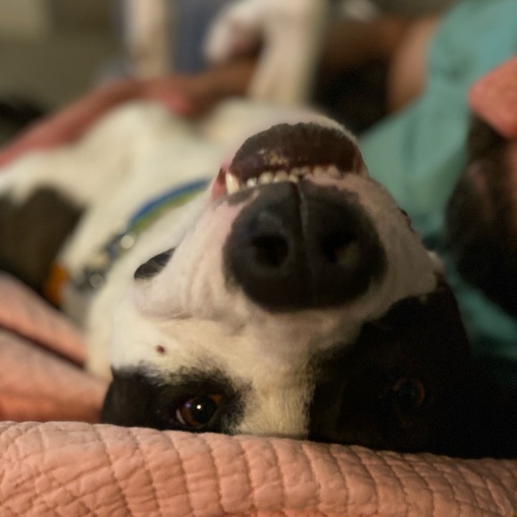 Meet your Posher, Marla - Picture 4 of 11